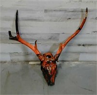 Painted Elk Skull 5 Pointer