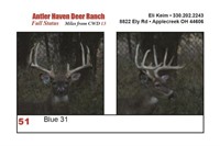 Blue 31 Trophy Buck