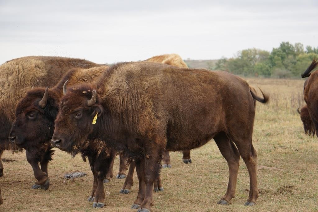 Cumberland Bison, LLC Online Only Bison Auction