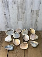 Selection Of Sea Shells (12 in total)