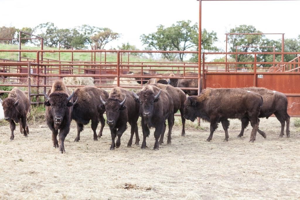 The Nature Conservancy Nachusa Grasslands Online Only Bison