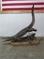 13' Nile Crocodile Full Body Mount w/ Platform-
