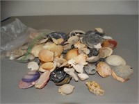 Gallon Ziploc Of Colorful Shells