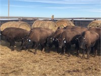 Brownotter Buffalo Ranch Annual Production Auction