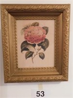 Vintage camellia print in ornate gold frame,