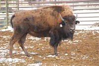 Montoso Bison Company - 20 Prime Yearling Heifers