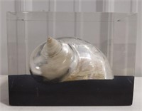 Decorative Shell encased in acrylic