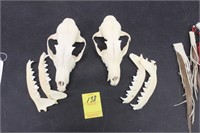 Coyote Skulls & Jaw Bones