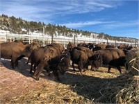 Badger Basin Ranch Bison Auction
