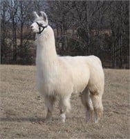 March of the Llamas Online Auction 2020