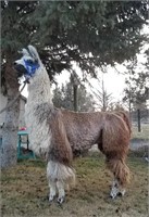 March of the Llamas Online Auction 2020