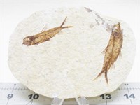 Double Fish Fossil Knightia Wyoming 5"x3.5"