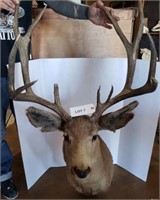 Taxidermy Online-only Auction