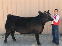 Butte County Fair Steer Auction