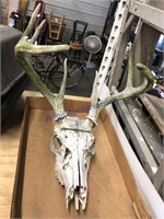 Deer skull w/ antlers