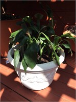 4 large leafy plants in pots