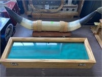 Bull Horns And Display Case 18x6x3