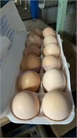 12 Fertile Light Brahma Eggs