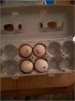 4 Fertile Ayam Ketawa (laughing Chicken) Eggs