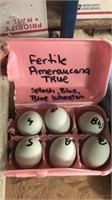 6 Fertile Ameraucana Eggs - See Description