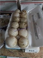 1 Doz Fertile Pekin Duck Eggs