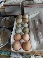 1 Doz Fertile Barnyard Mixed Eggs