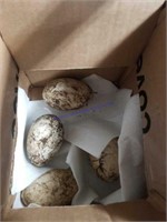 4 Fertile White Goose Eggs