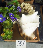 Large Shell, Coral, Plants