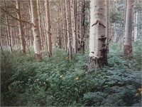 Aspen Forest Framed Print