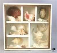 Seashell Shadow Box