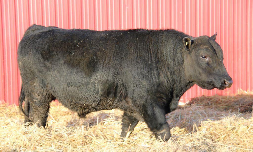 Ollenberger stock farms bull sale
