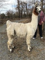 CARU's First Class High Gentry (Male / Illinois)