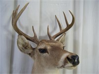 Large 32" Deer head in great condition
