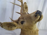 Large 25" Deer head in great condition