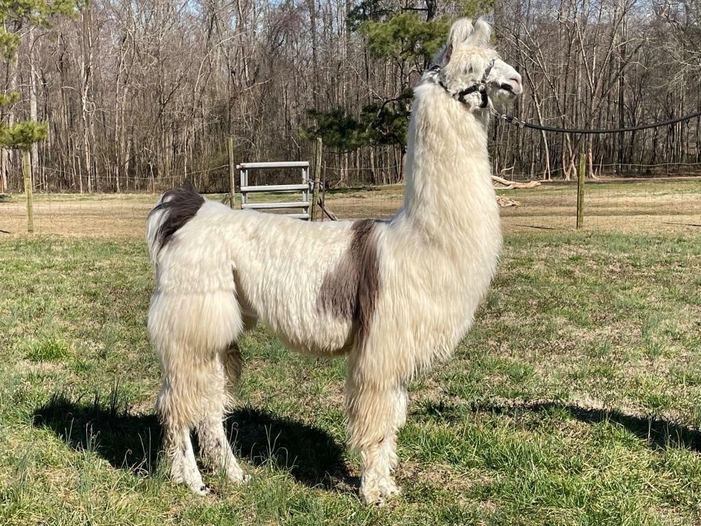 March of the Llamas 2021 Auction
