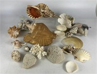 Assorted Shells & Coral Décor