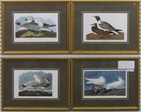 Seagulls by John Audubon