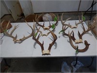 Lort of 7 Whitetail Deer Racks