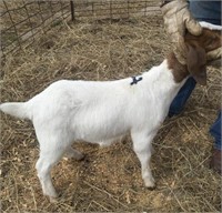 January Wether Show Goat #4