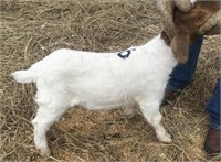 February Wether Show Goat #6