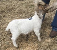 February Show Goat Doe #8