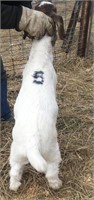 January Show Goat Wether #5