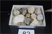 Box Lot of Assorted Sea Shells