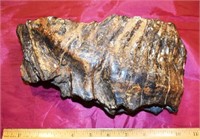 FOSSILIZED MAMMOTH TOOTH