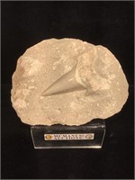 Prehistoric fossilized shark tooth