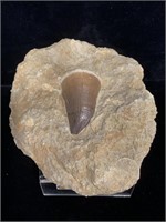 Prehistoric fossilized mosausarus tooth