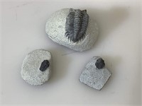 3 fossilized prehistoric trilobites, excellent