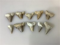 10 fossilized prehistoric shark teeth