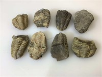 8 fossilized prehistoric trilobites