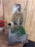 Ground Hog Mount, With Dental Malocclusion